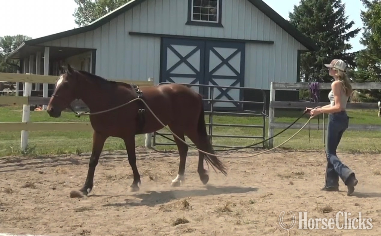 Mustang - "Valor " Bay Gelding Mustang in Minnesota