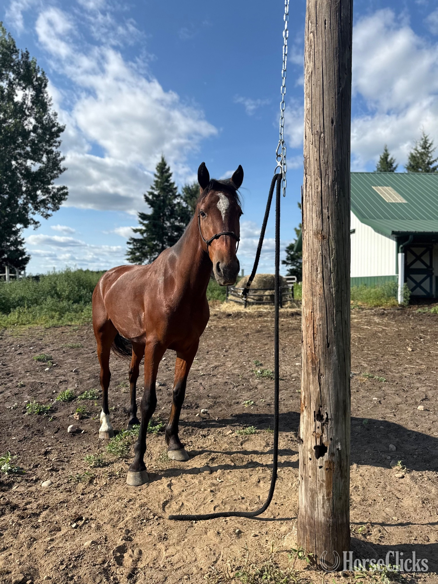 Mustang - "Valor " Bay Gelding Mustang