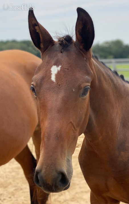 "SENOR WANABI ESH" Bay Gelding Hanoverian in Florida
