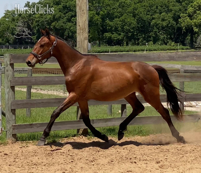 "SENOR WANABI ESH" Bay Gelding Hanoverian