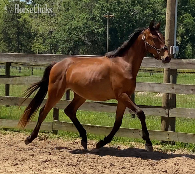 "SENOR WANABI ESH" Bay Gelding Hanoverian - Hanoverian in Florida