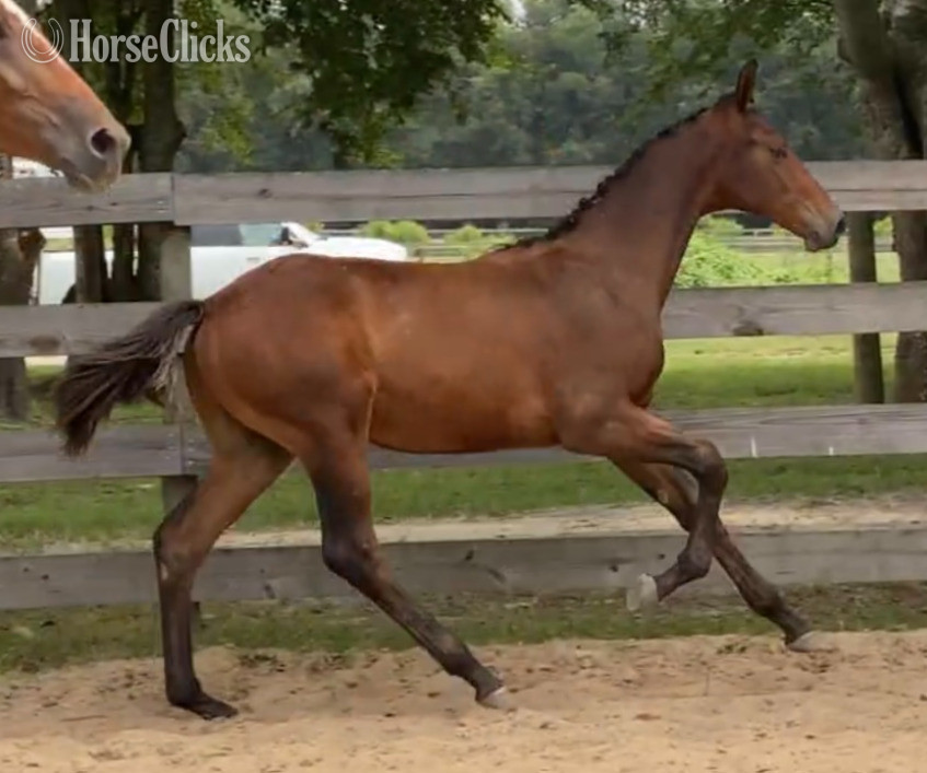 "SENOR WANABI ESH" Bay Gelding Hanoverian - Hanoverian