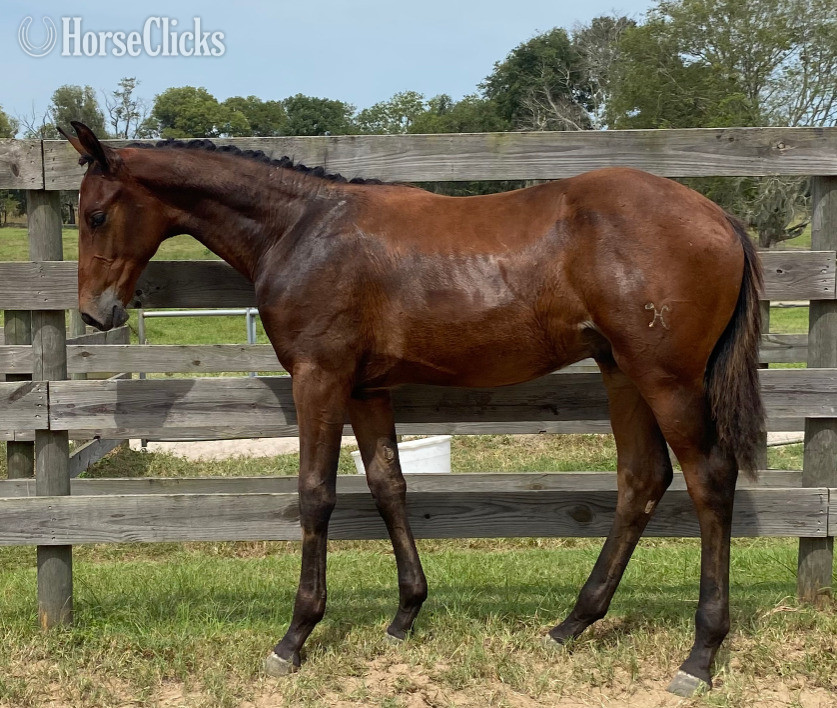 Hanoverian - "SENOR WANABI ESH" Bay Gelding Hanoverian in Florida