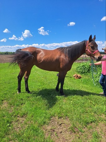 "Little Peppy Weedo" Bay Mare Appaloosa