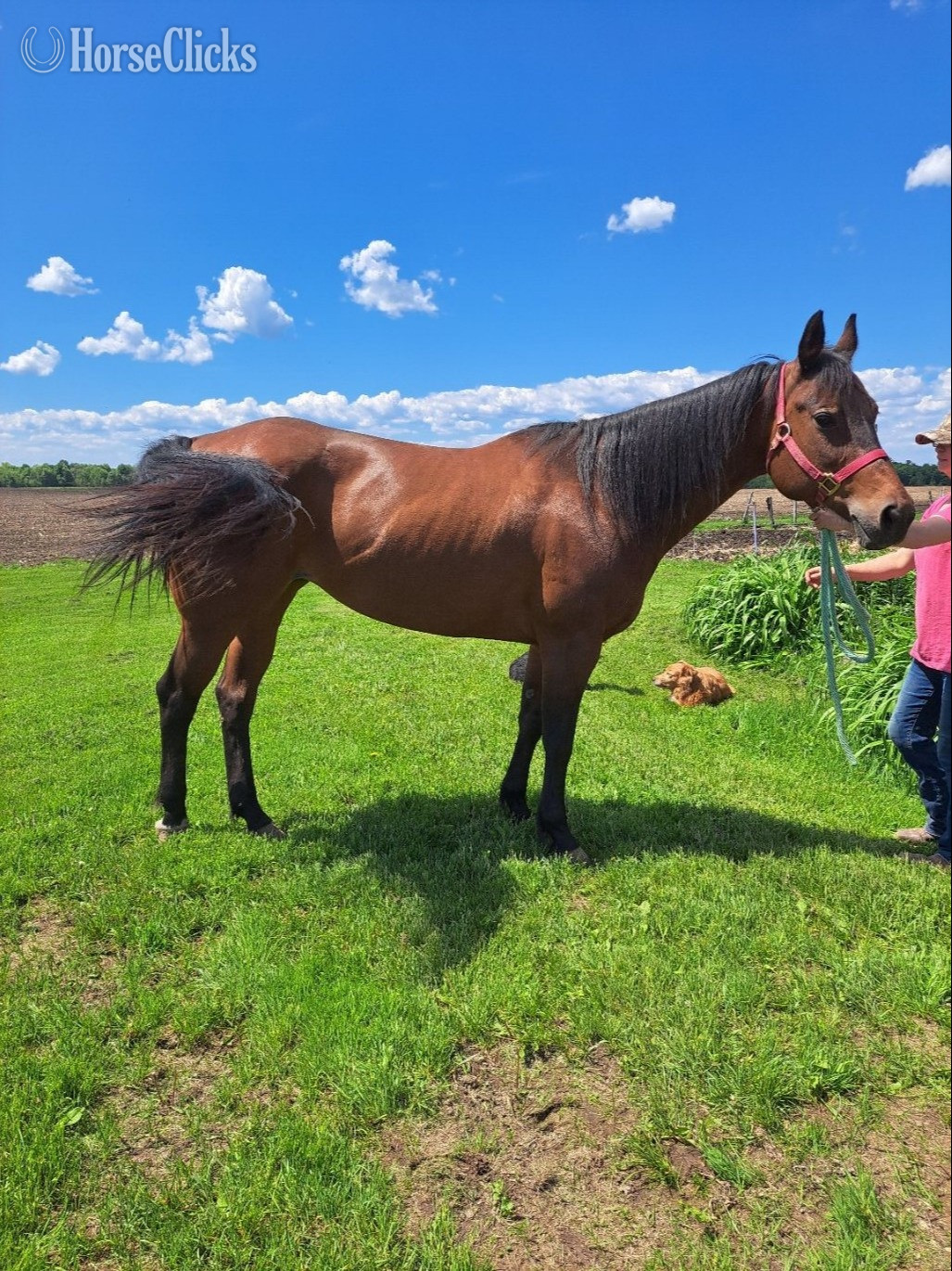 "Little Peppy Weedo" Bay Mare Appaloosa in New York