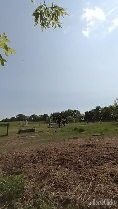 "bay mare" Bay Mare Thoroughbred