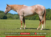 "Strawberry Shortcake" Red Roan Mare Paint
