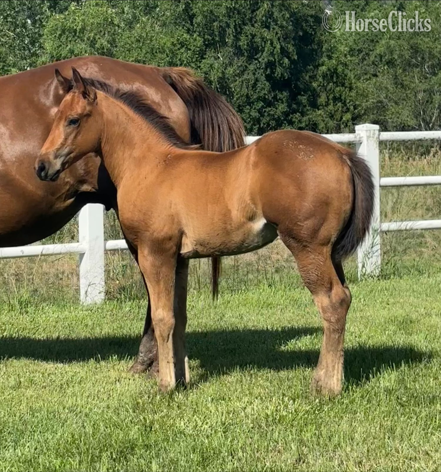 "Ima Mobcat" Bay Filly Quarter Horse in Iowa