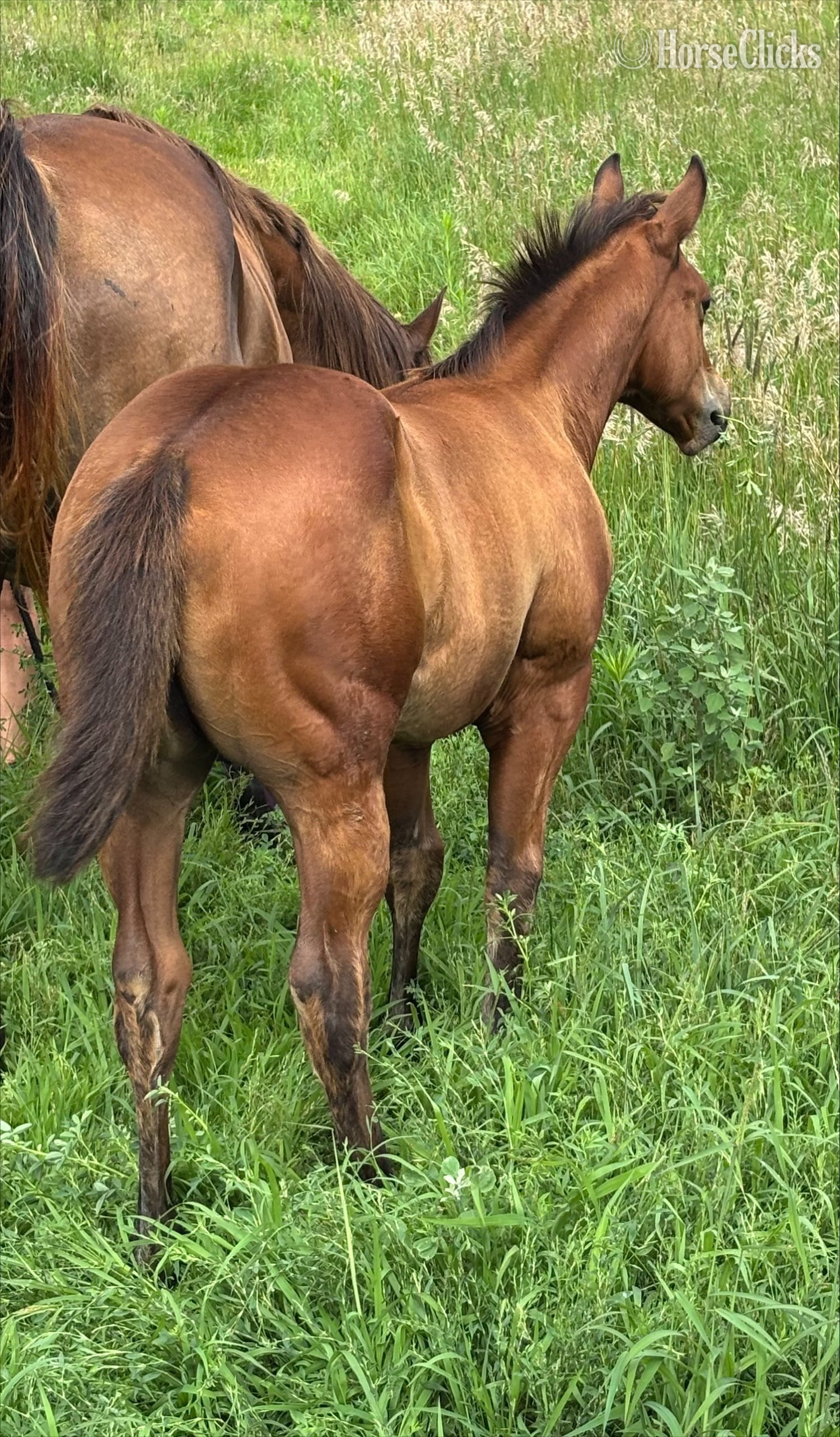 "Ima Mobcat" Bay Filly Quarter Horse