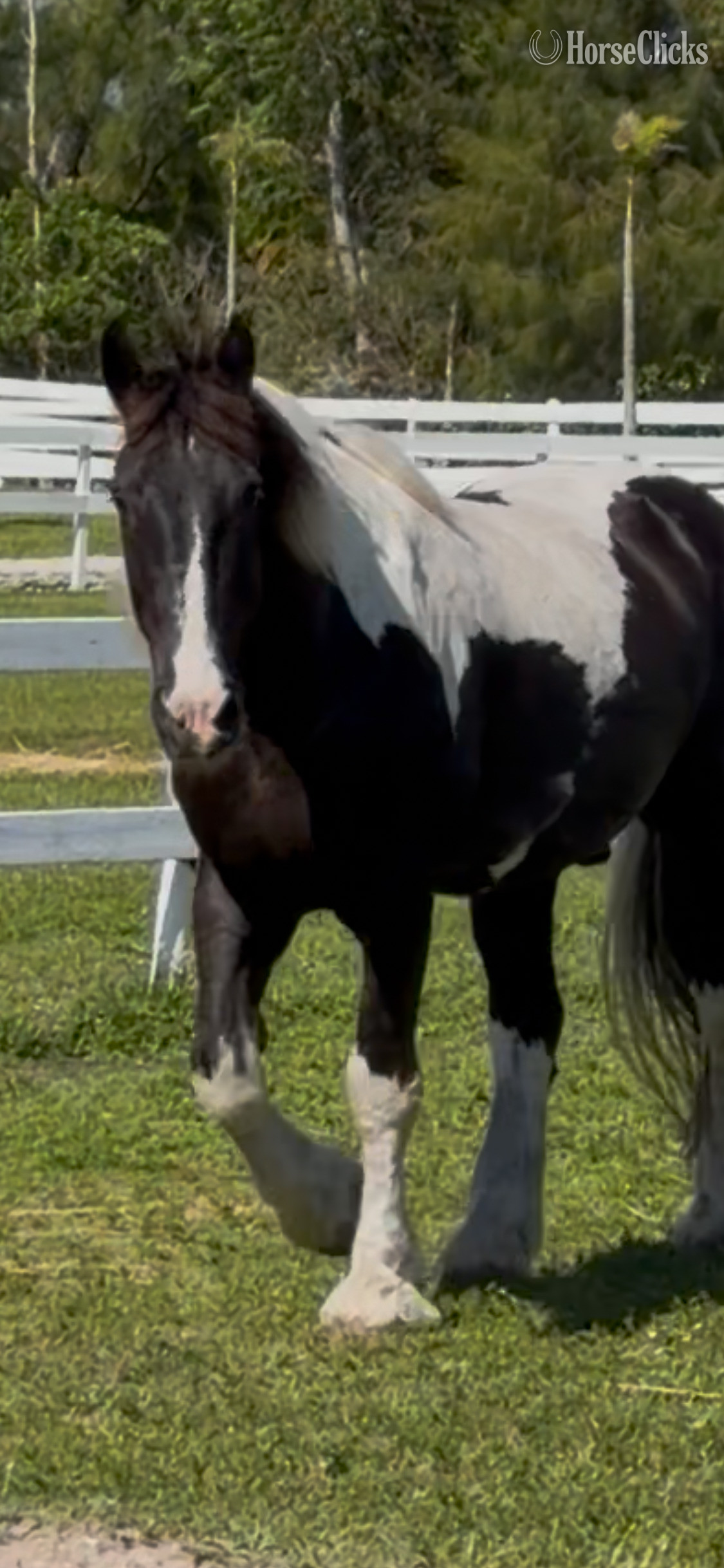 "Magic" Spotted Gelding Draft in Florida