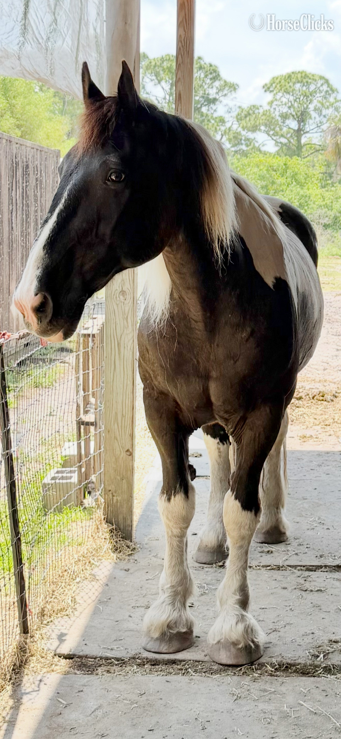"Magic" Spotted Gelding Draft