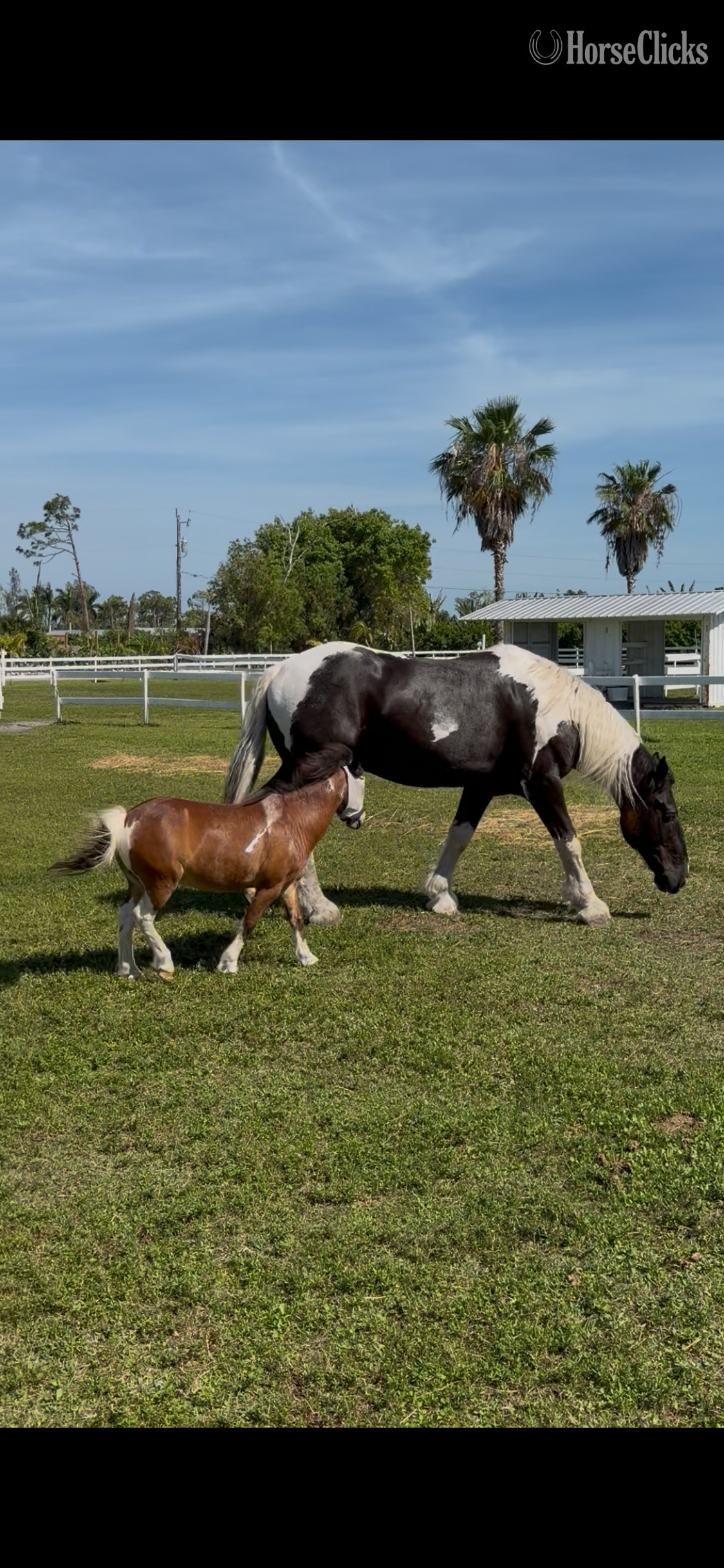 Florida "Magic" Spotted Gelding Draft