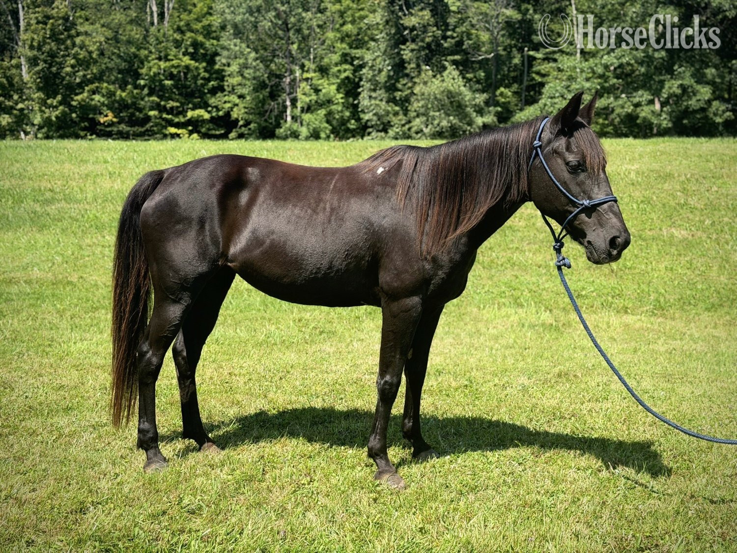 "Katie" Black Mare Quarter Horse in Pennsylvania