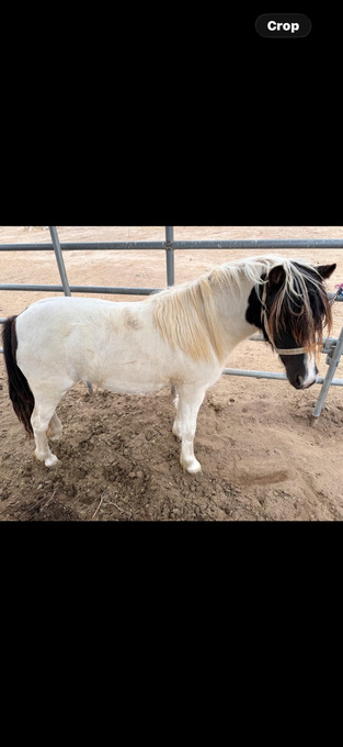 "Sarafina" Piebald Filly Gypsy Vanner