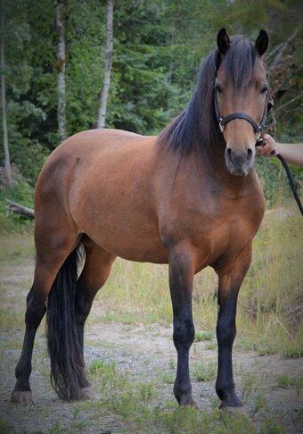 "CHASE" Brown Stallion Morgan