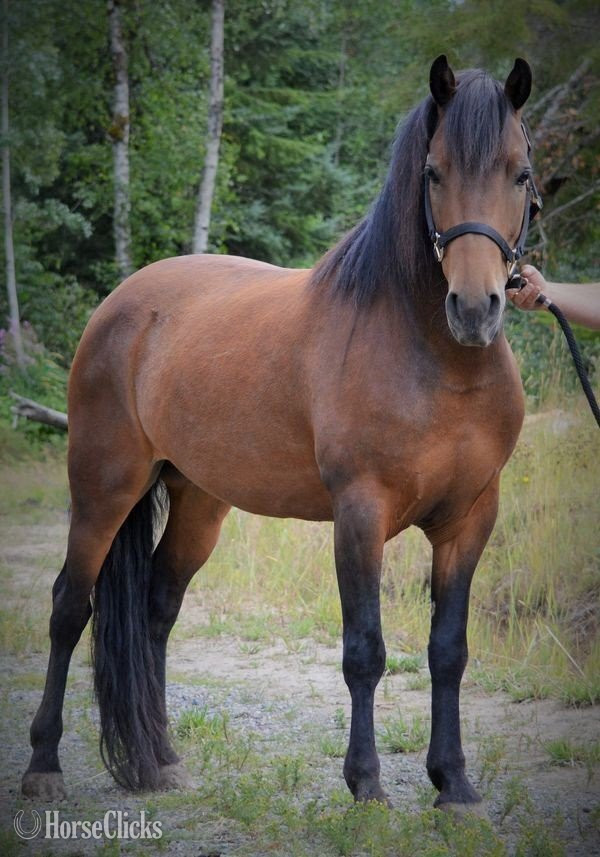 "CHASE" Brown Stallion Morgan in Minnesota