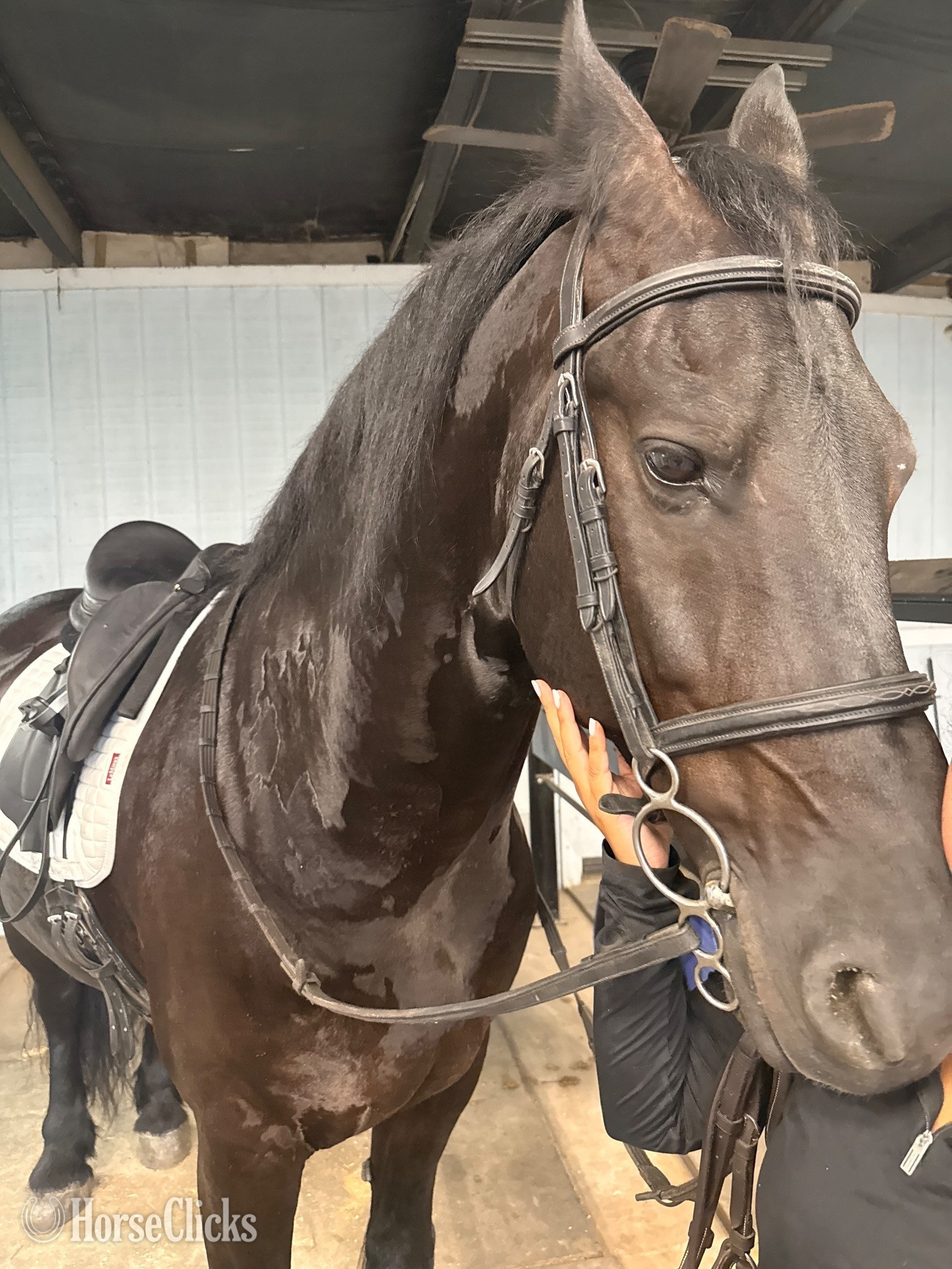 "Brylant Z.J.N" Black Gelding Friesian in Florida