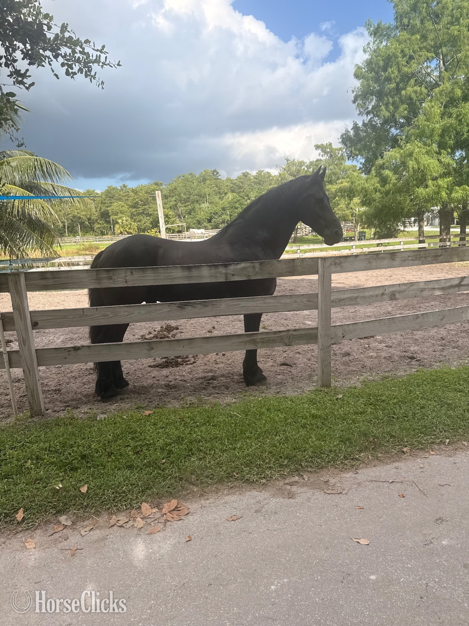 "Brylant Z.J.N" Black Gelding Friesian