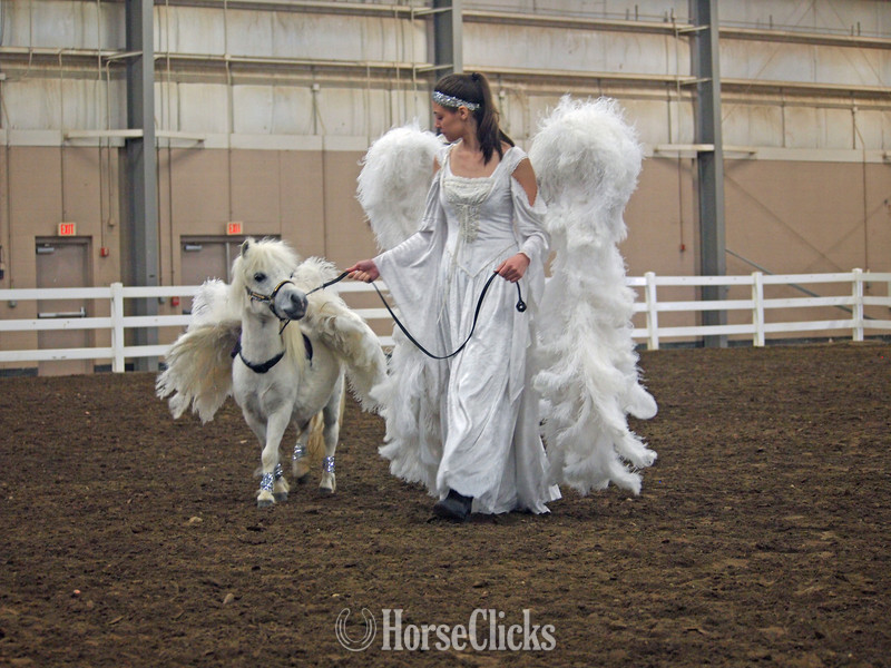 ""  Mare American Miniature in Florida
