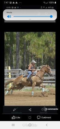 "Petey" Sorrel Gelding Quarter Horse in Florida
