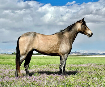 "Confederate Pearl " Buckskin Mare Tennessee Walker