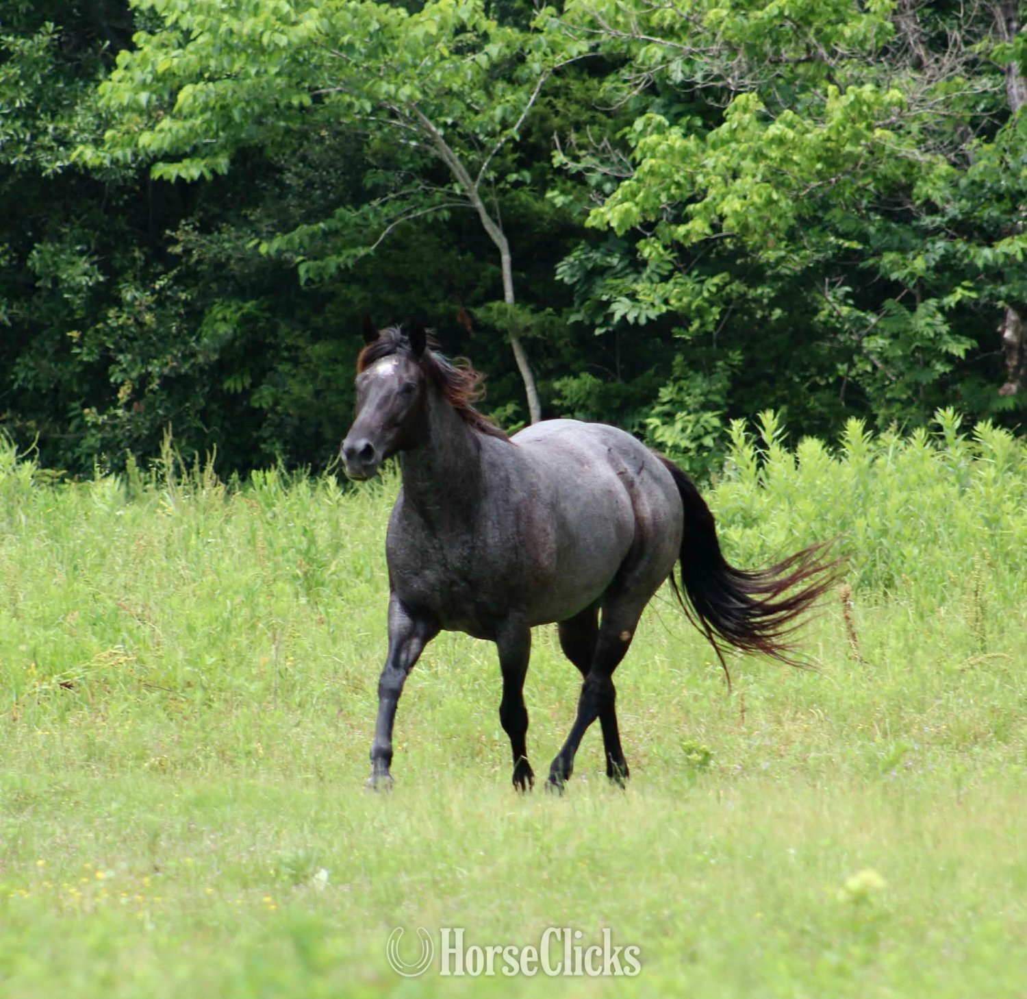 Texas "Blue Smoke N Libby" Blue Roan Mare Paint