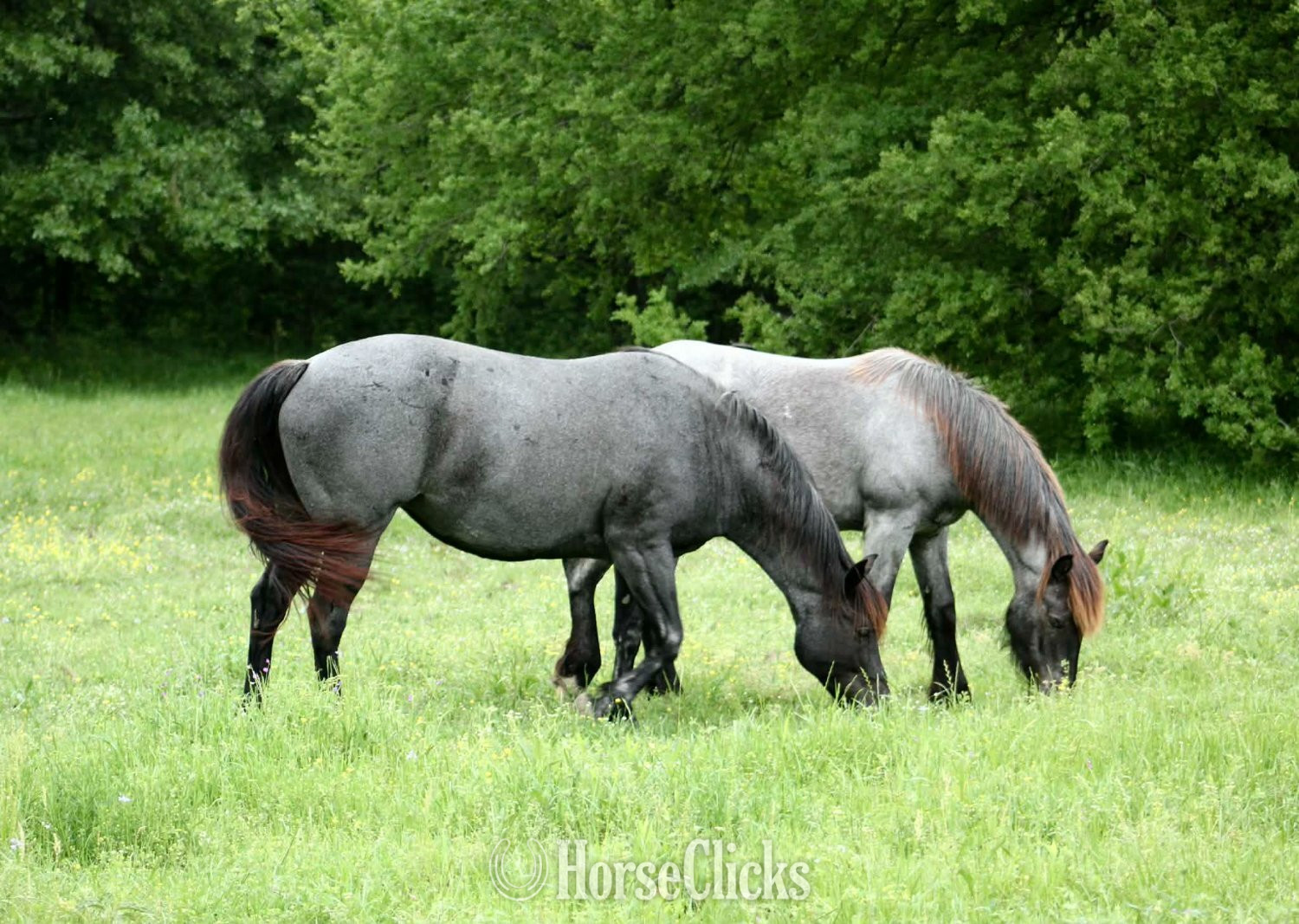 "Blue Smoke N Libby" Blue Roan Mare Paint - Paint in Texas