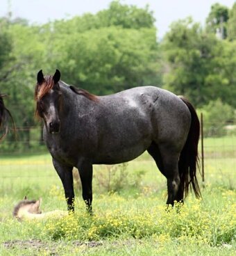 "Blue Smoke N Libby" Blue Roan Mare Paint