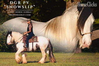 "Snowslip" White Gelding Gypsy Vanner
