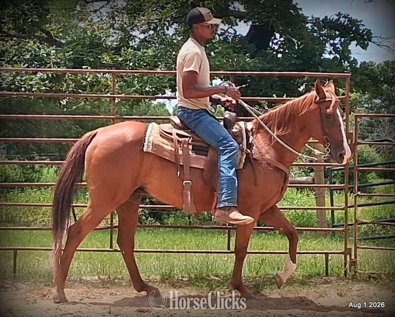 "Scarlet" Chestnut Mare Quarter Horse in Texas