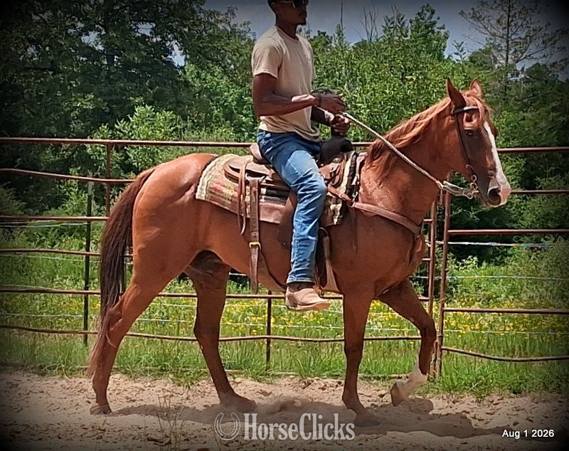"Scarlet" Chestnut Mare Quarter Horse