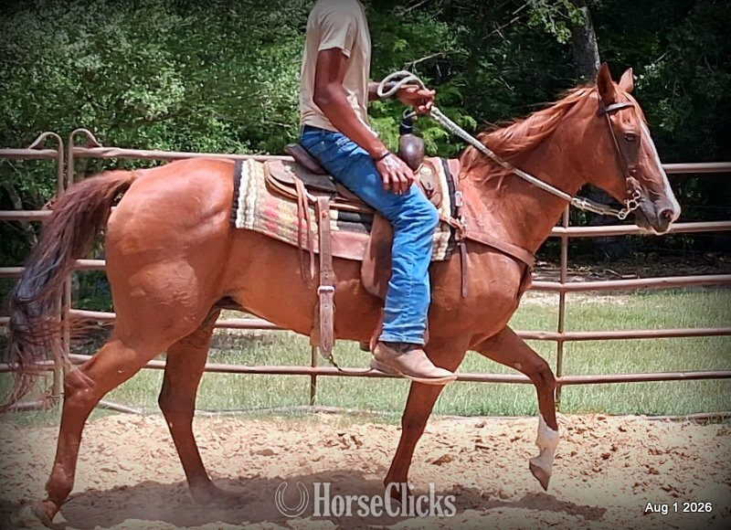 Texas "Scarlet" Chestnut Mare Quarter Horse