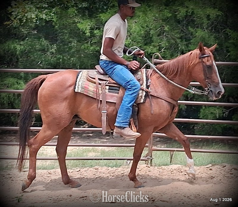 "Scarlet" Chestnut Mare Quarter Horse - Quarter Horse in Texas