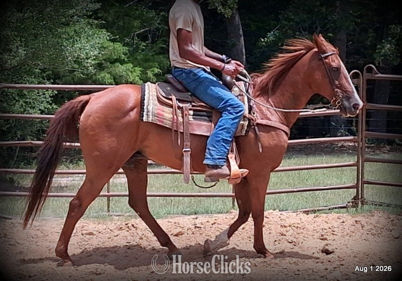 "Scarlet" Chestnut Mare Quarter Horse Texas