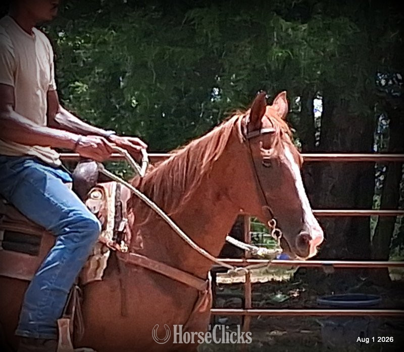 Quarter Horse - "Scarlet" Chestnut Mare Quarter Horse in Texas