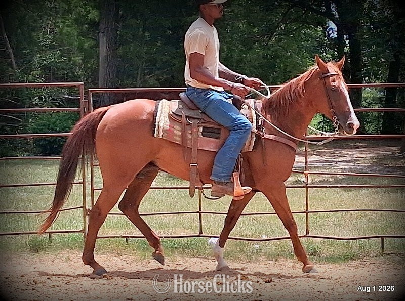 Quarter Horse - "Scarlet" Chestnut Mare Quarter Horse
