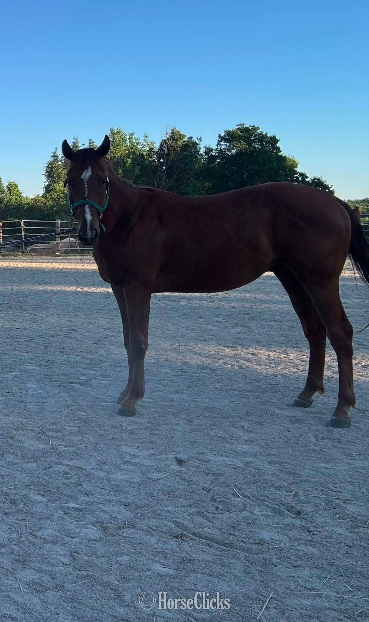 "Sterling" Chestnut Gelding Appendix