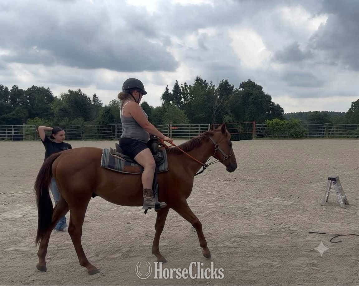 Massachusetts "Sterling" Chestnut Gelding Appendix