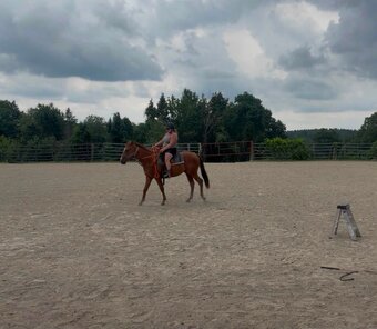 "Sterling" Chestnut Gelding Appendix