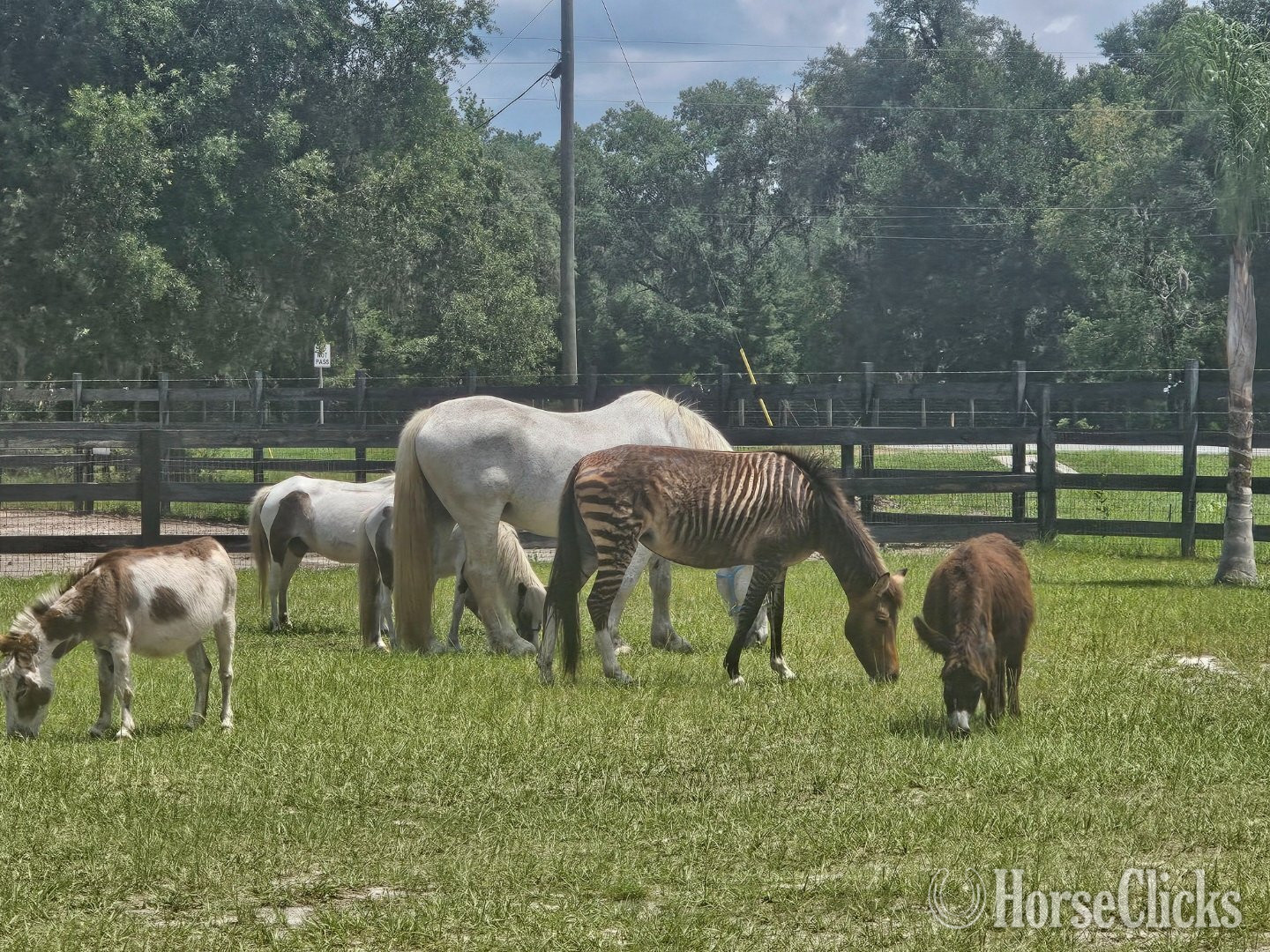 "Therpudic purposes " Blue Roan Gelding Donkey