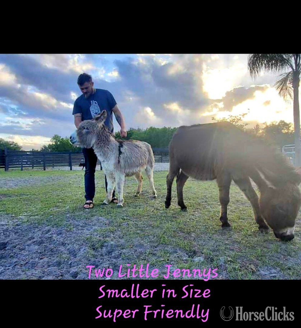 Florida "Therpudic purposes " Blue Roan Gelding Donkey