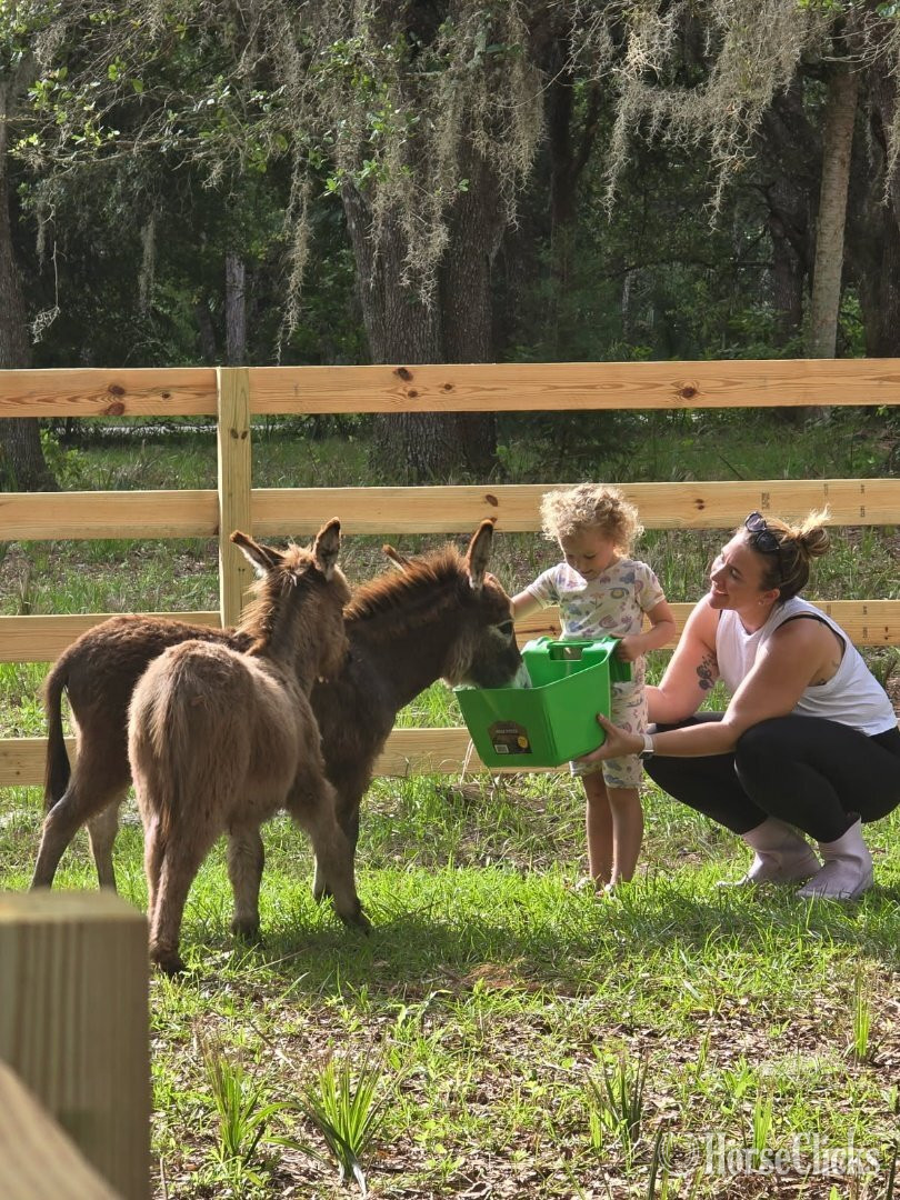 "Therpudic purposes " Blue Roan Gelding Donkey - Donkey in Florida