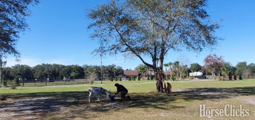 Donkey - "Therpudic purposes " Blue Roan Gelding Donkey in Florida