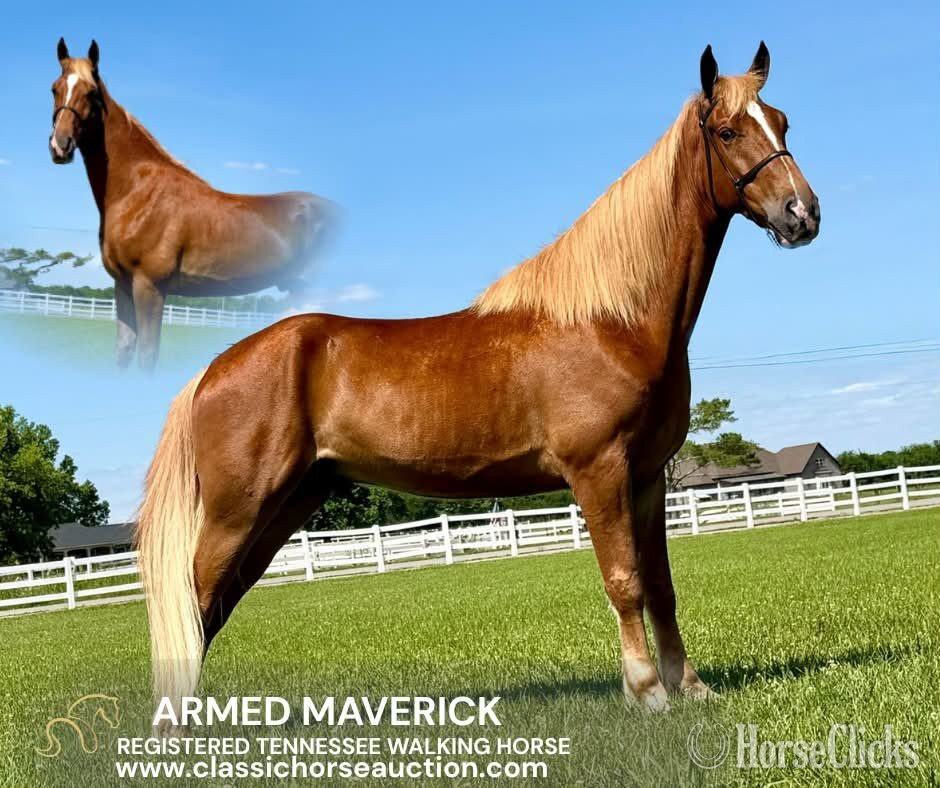 "ARMED MAVERICK"  Gelding Tennessee Walker in Tennessee
