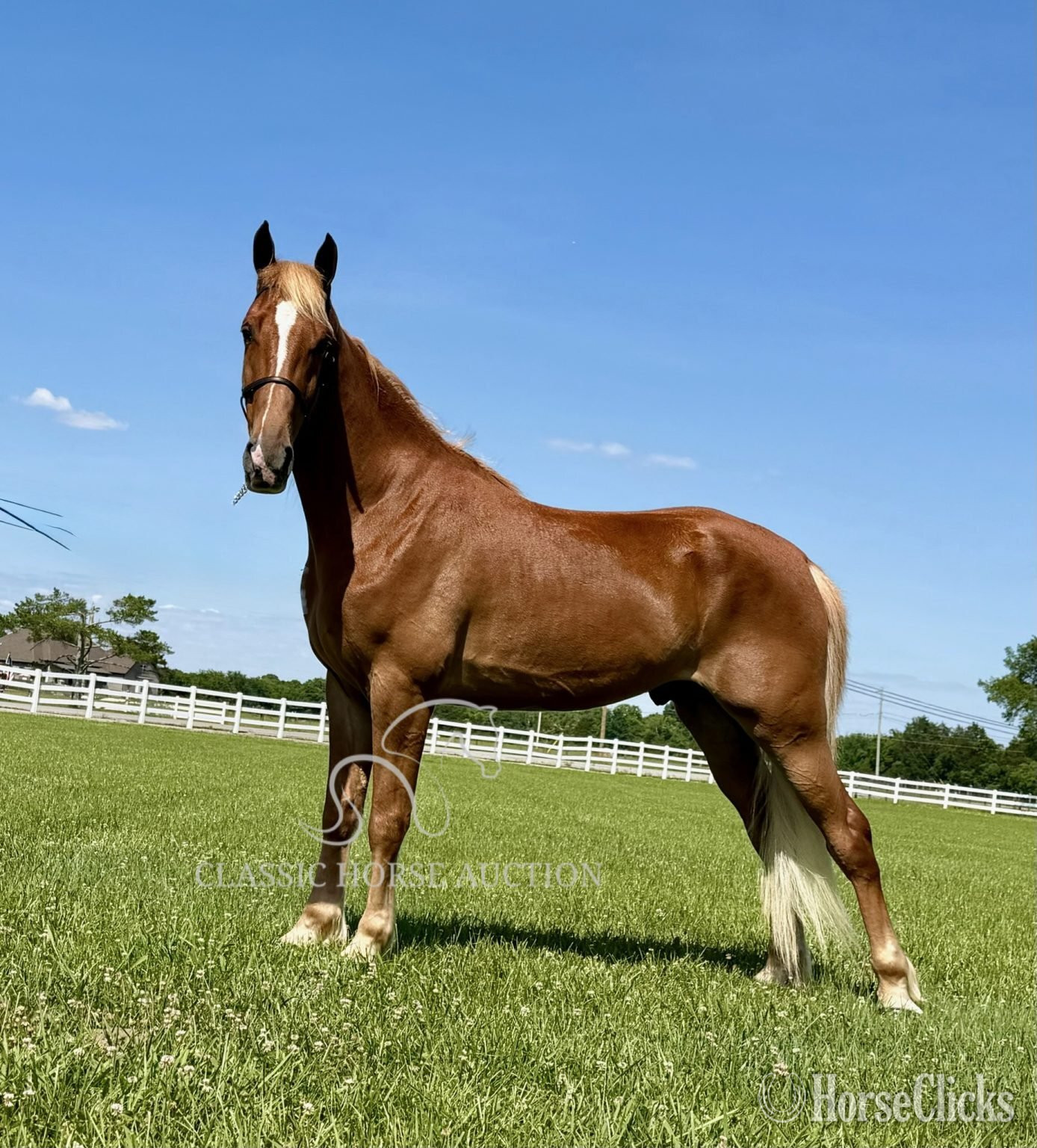 "ARMED MAVERICK"  Gelding Tennessee Walker
