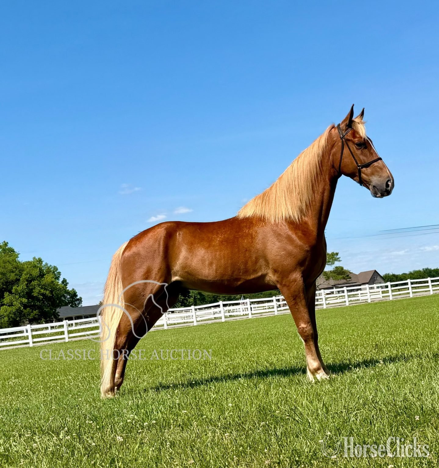 Tennessee "ARMED MAVERICK"  Gelding Tennessee Walker