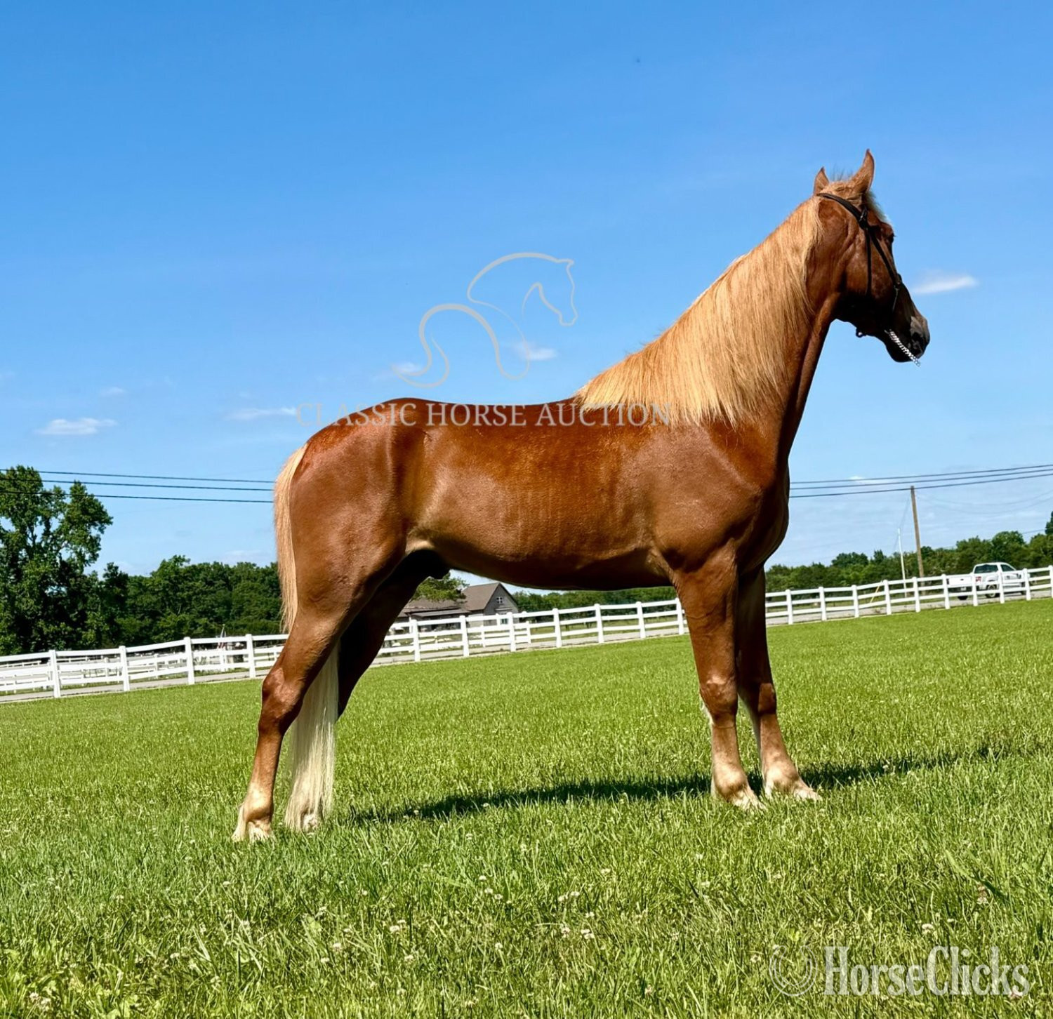"ARMED MAVERICK"  Gelding Tennessee Walker Tennessee