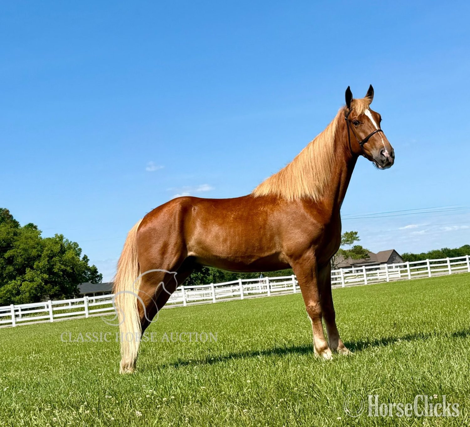 Tennessee Walker - "ARMED MAVERICK"  Gelding Tennessee Walker in Tennessee