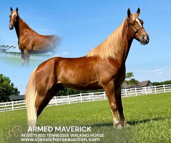 "ARMED MAVERICK" Gelding Tennessee Walker