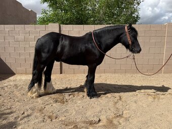 "Flynn" Black Gelding Gypsy Vanner